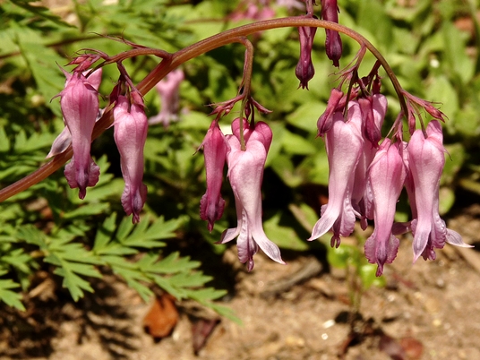 {Dicentra eximia}